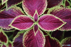 Coleus