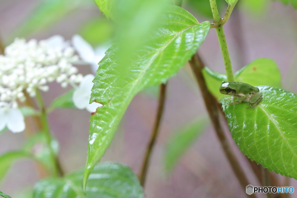 6月の雨