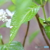 6月の雨