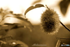 Midautumn