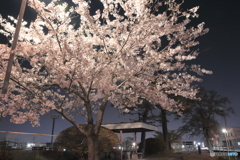 夜桜
