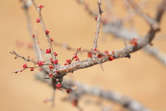 Cute buds