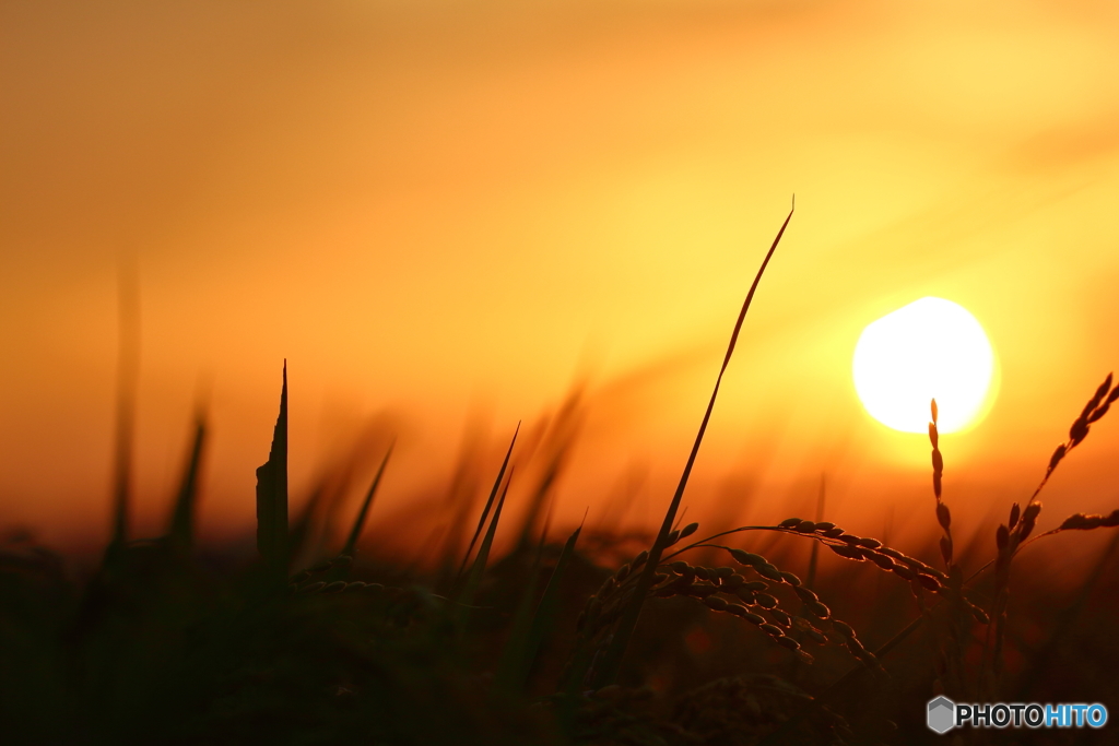 稲と夕日
