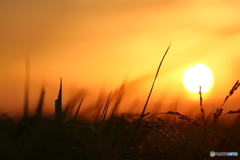 稲と夕日