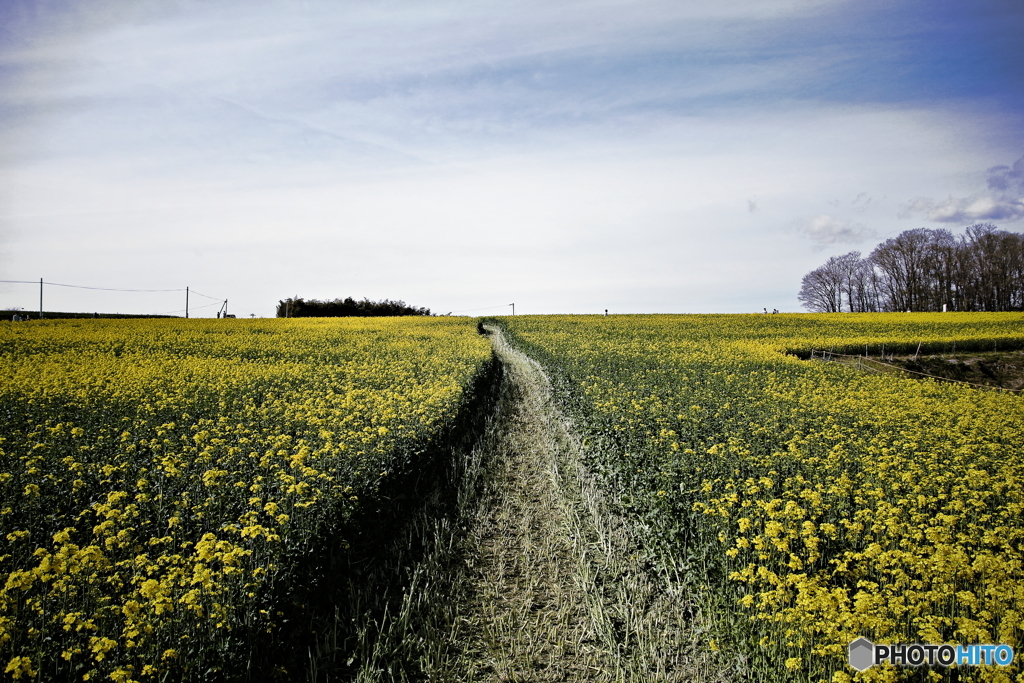 Mustard road