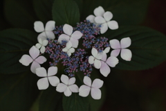 微妙にハートな額紫陽花