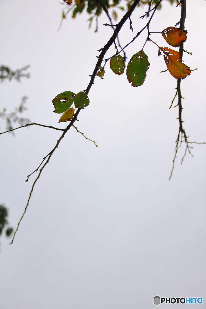Autumn