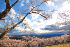 桜と薄明光線