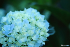 Rainy blue