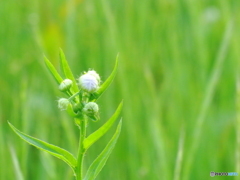 近所の公園に咲く雑草