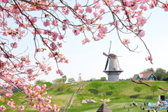 風車と八重桜