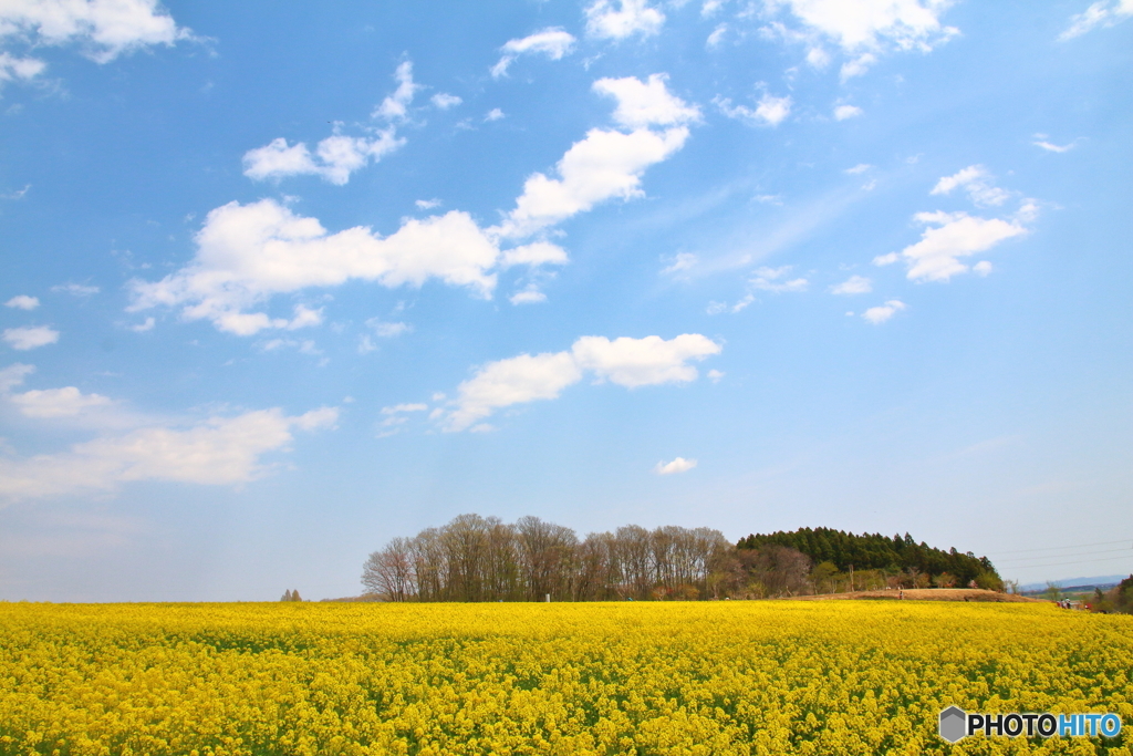 The yellow carpet