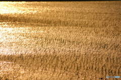 黄金色の水面