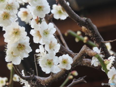 廣教寺の梅