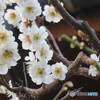 廣教寺の梅