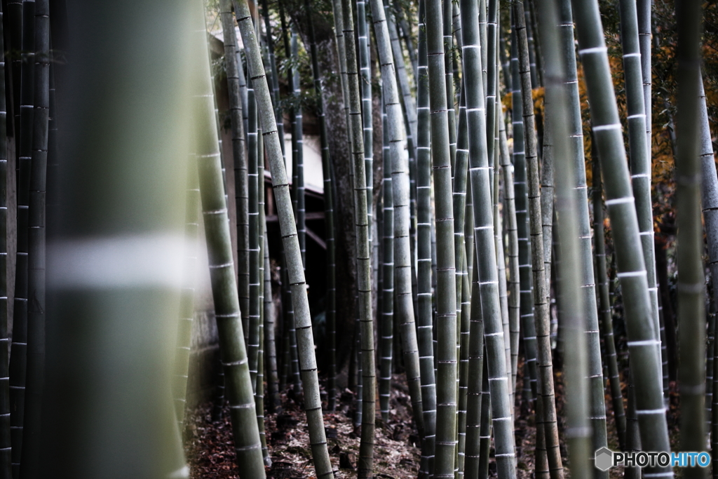 Bamboo