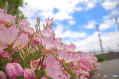 昼咲月見草