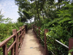 いい雰囲気の山道