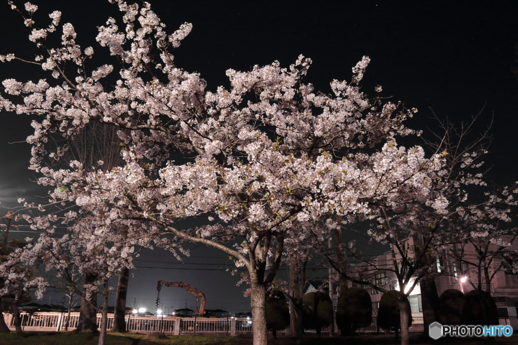夜桜