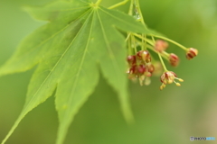 楓の花