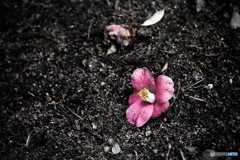 散花
