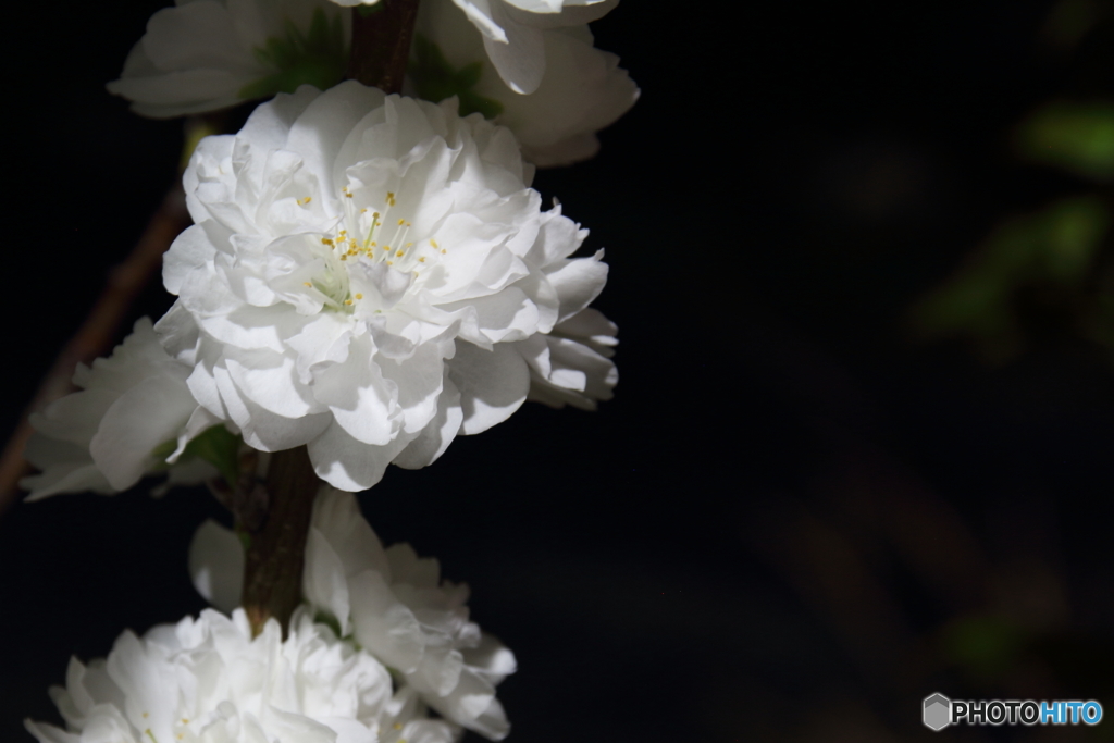 夜の花
