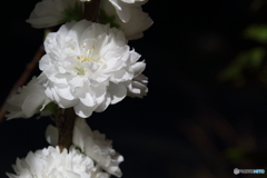 夜の花