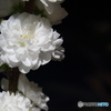 夜の花