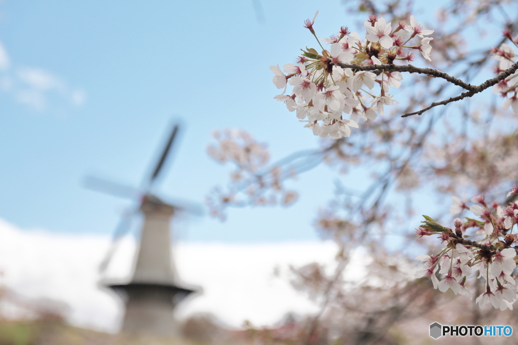 風車と桜