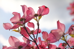 華やかな恋