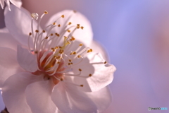 Softly blossomed