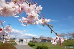 桜