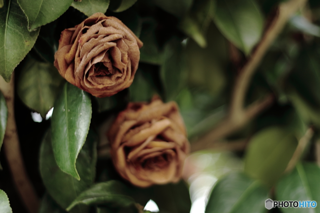 natural dried flowers 