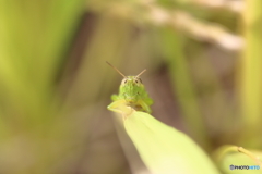 にらめっこしましょ