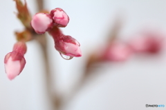 戻り雪に春待つ蕾