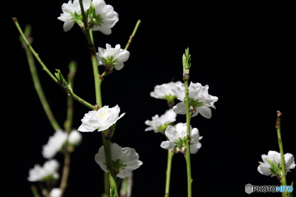夜の花