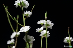 夜の花
