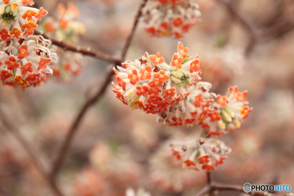 紅花三叉
