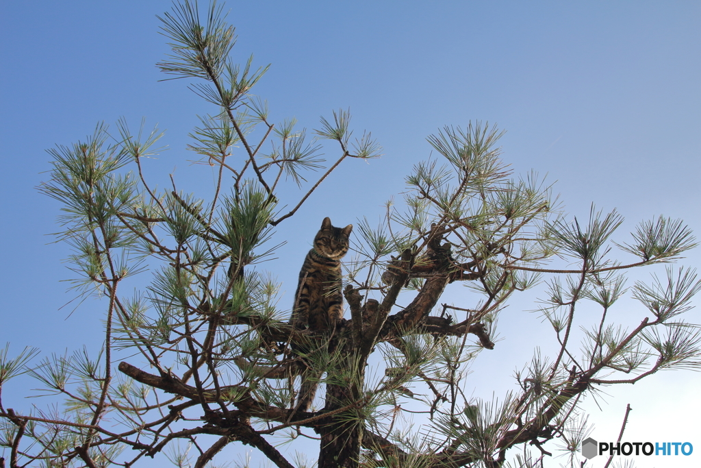 松の上の猫
