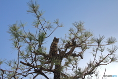 松の上の猫