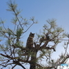 松の上の猫