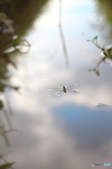 空も飛べるはず