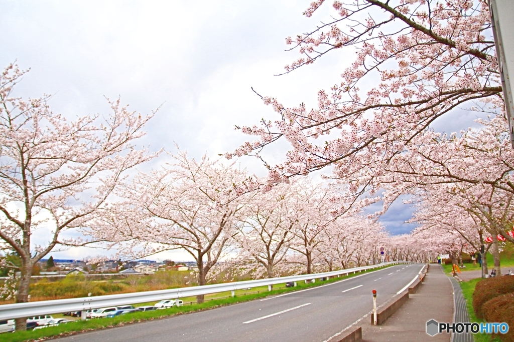 Sakura road