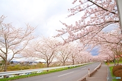 Sakura road