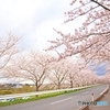 Sakura road