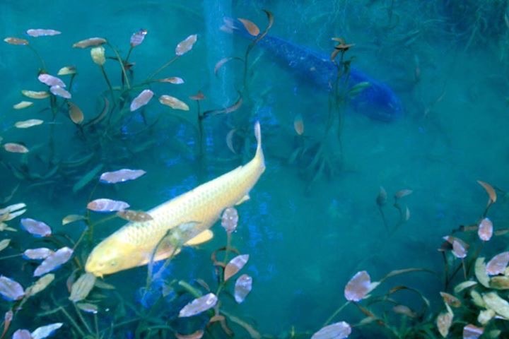 モネの池