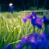 「Plow・・・」