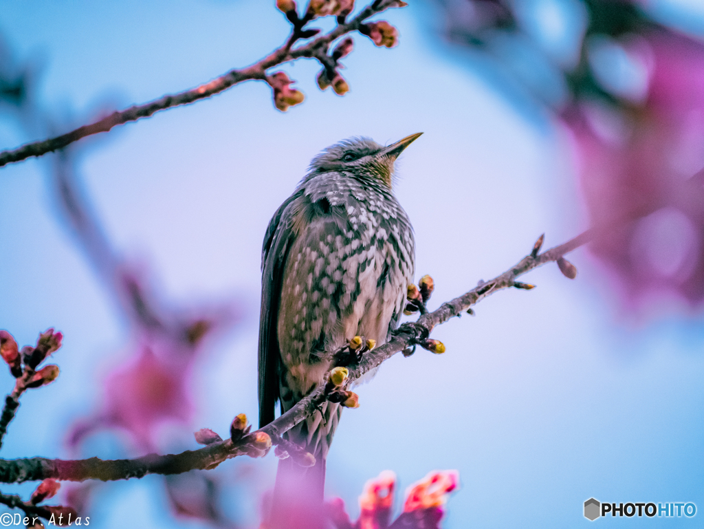 野鳥の囀りと河津桜に揺れる想い...