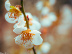 花も心も綻ぶ里へ…