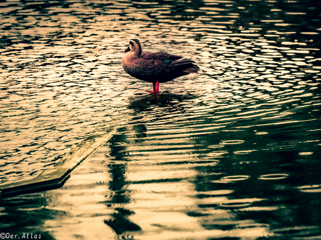 「Rainy day by the lake...PartⅡ」